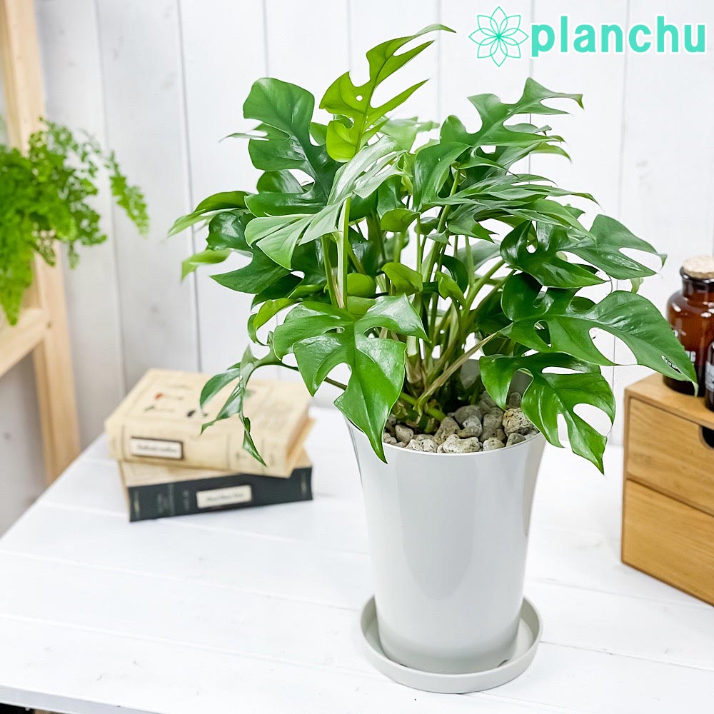 PLANCHU 観葉植物 ヒメモンステラ 6号鉢 受け皿付き 育て方説明書付き Rhaphidophora tetrasperma ラフィドフォラ モンステラ アロイド