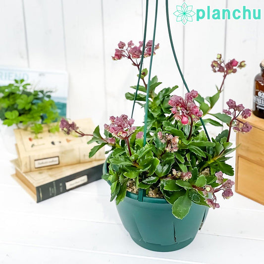 PLANCHU 多肉植物 カランコエ ドリーQ2 7号吊り鉢 育て方説明書付き Kalanchoe cv. 観葉植物