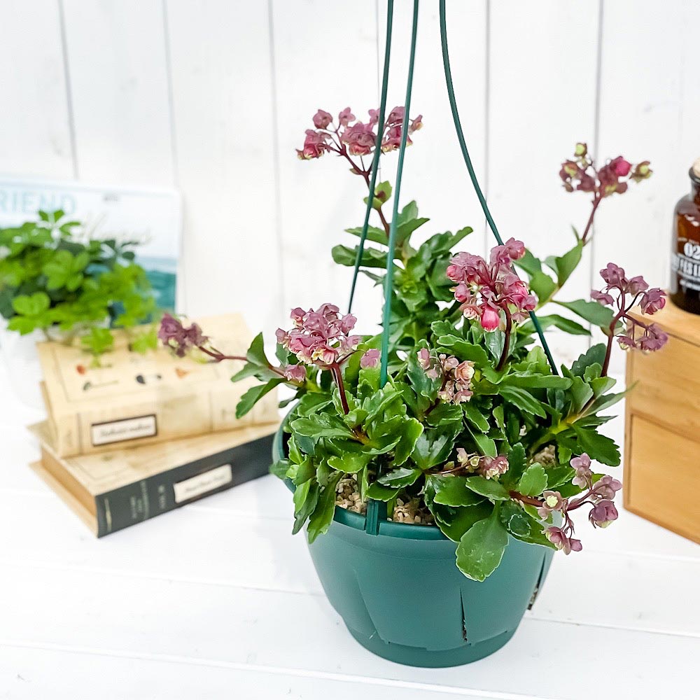 PLANCHU 多肉植物 カランコエ ドリーQ2 7号吊り鉢 育て方説明書付き Kalanchoe cv. 観葉植物