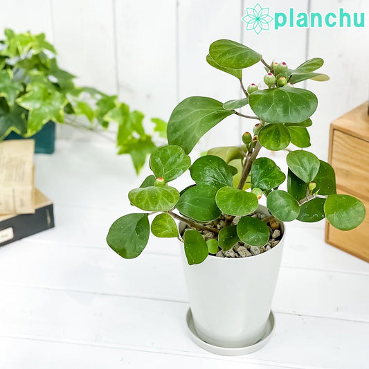 PLANCHU 観葉植物 フィカス デルトイデア 4号鉢 受け皿付き 育て方説明書付き Ficus deltoidea コバンボダイジュ 小判菩提樹 ゴムノキ ゴムの木