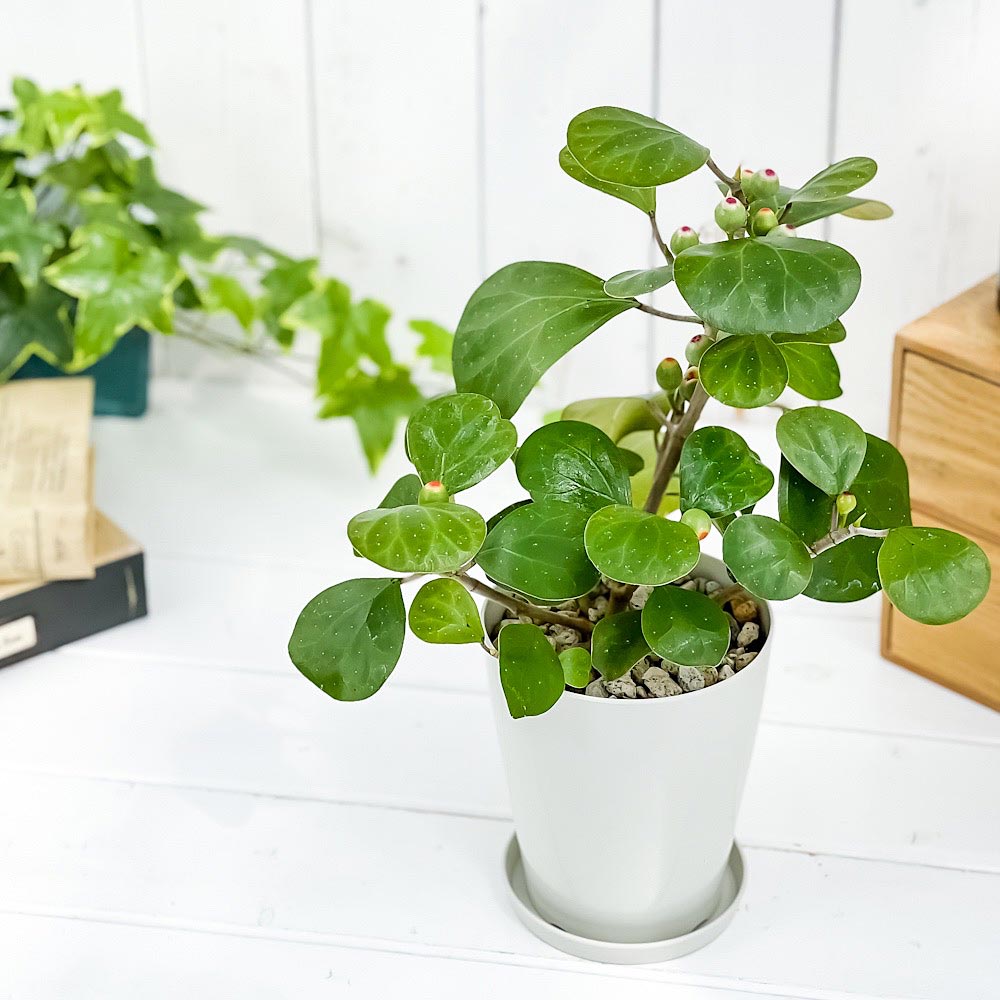 PLANCHU 観葉植物 フィカス デルトイデア 4号鉢 受け皿付き 育て方説明書付き Ficus deltoidea コバンボダイジュ 小判菩提樹 ゴムノキ ゴムの木