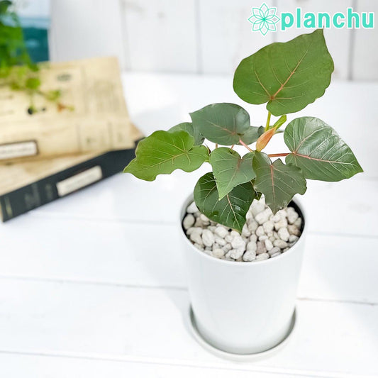 PLANCHU 観葉植物 フィカス ペティオラリス 4号鉢 受け皿付き 育て方説明書付き Ficus petiolaris コーデックス