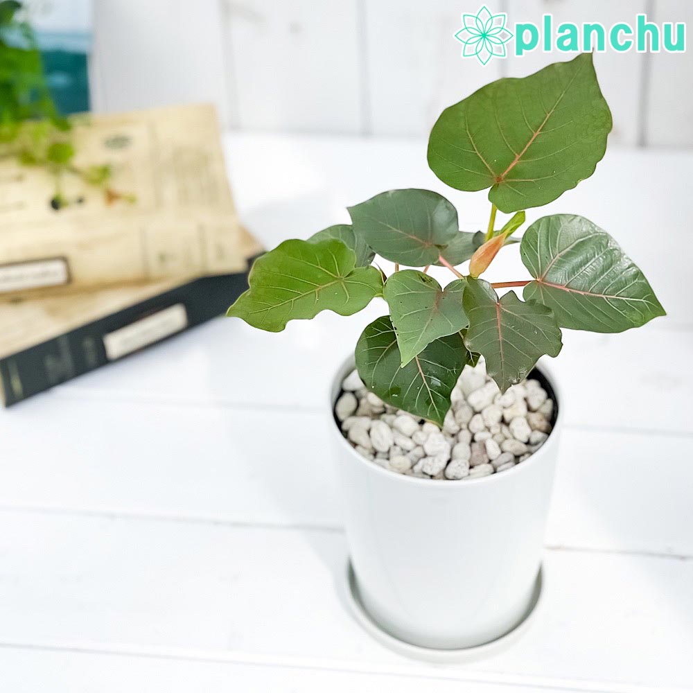 PLANCHU 観葉植物 フィカス ペティオラリス 4号鉢 受け皿付き 育て方説明書付き Ficus petiolaris コーデックス