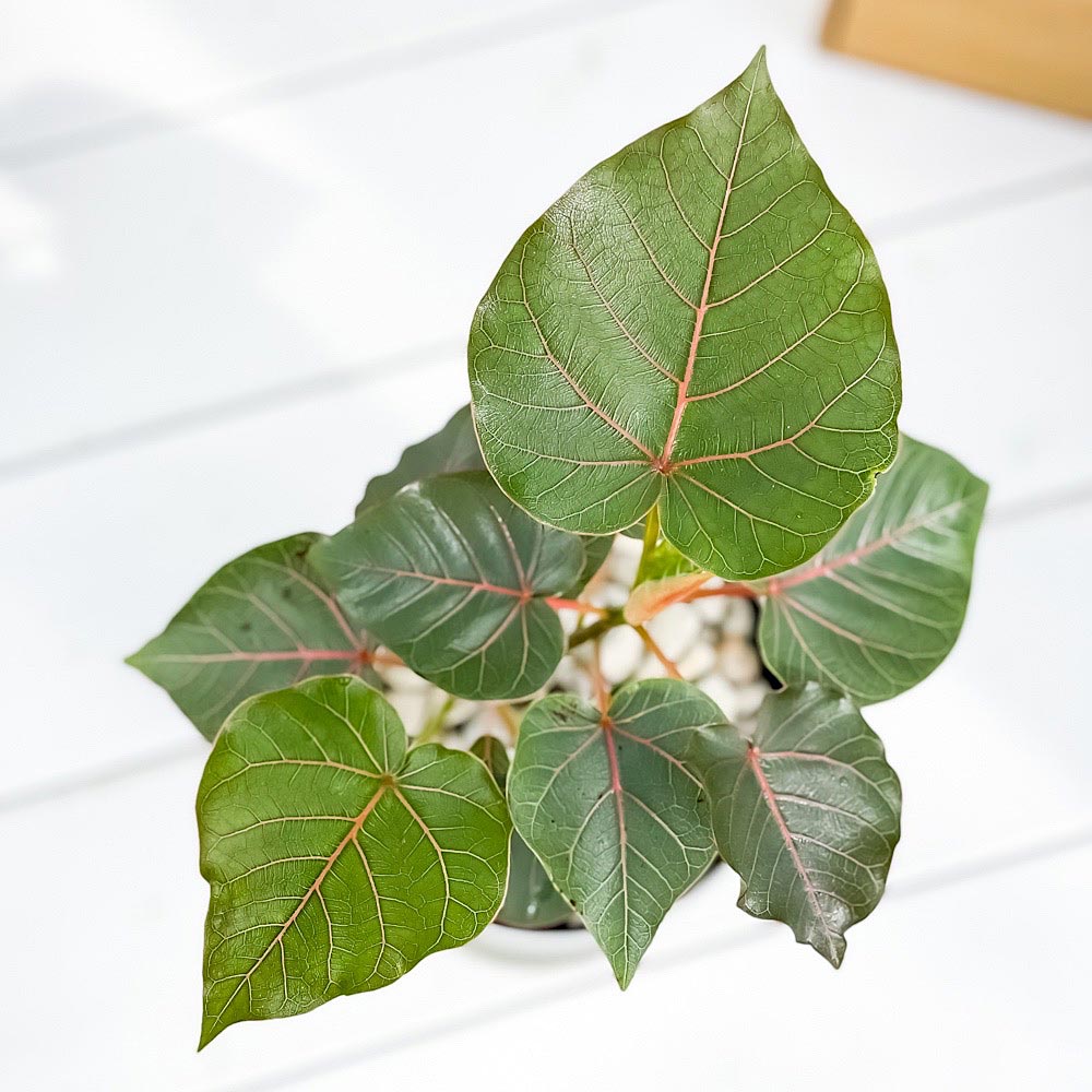 PLANCHU 観葉植物 フィカス ペティオラリス 4号鉢 受け皿付き 育て方説明書付き Ficus petiolaris コーデックス