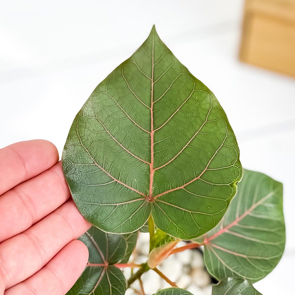 PLANCHU 観葉植物 フィカス ペティオラリス 4号鉢 受け皿付き 育て方説明書付き Ficus petiolaris コーデックス