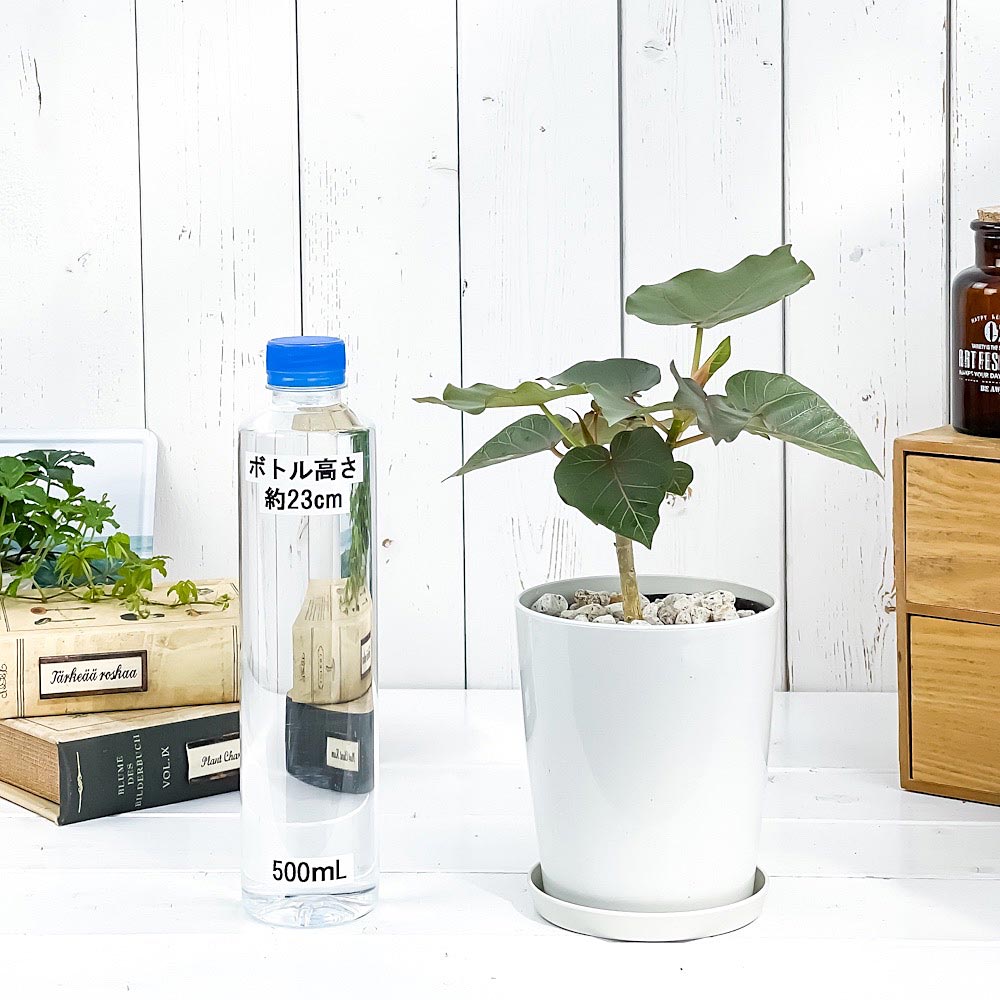 PLANCHU 観葉植物 フィカス ペティオラリス 4号鉢 受け皿付き 育て方説明書付き Ficus petiolaris コーデックス