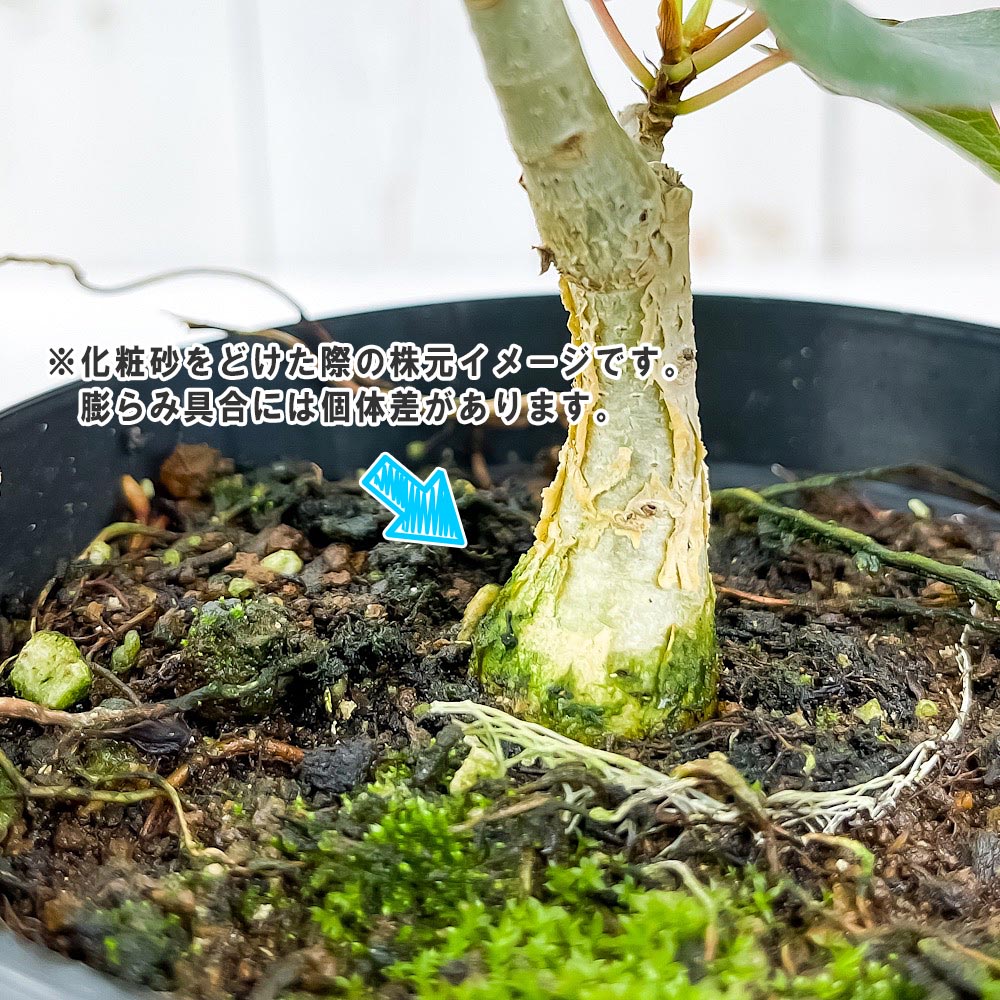 PLANCHU 観葉植物 フィカス ペティオラリス 4号鉢 受け皿付き 育て方説明書付き Ficus petiolaris コーデックス