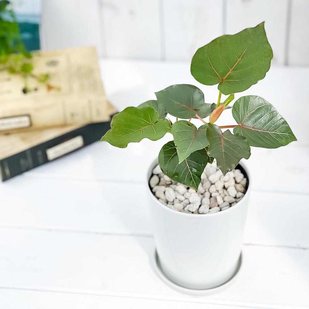 PLANCHU 観葉植物 フィカス ペティオラリス 4号鉢 受け皿付き 育て方