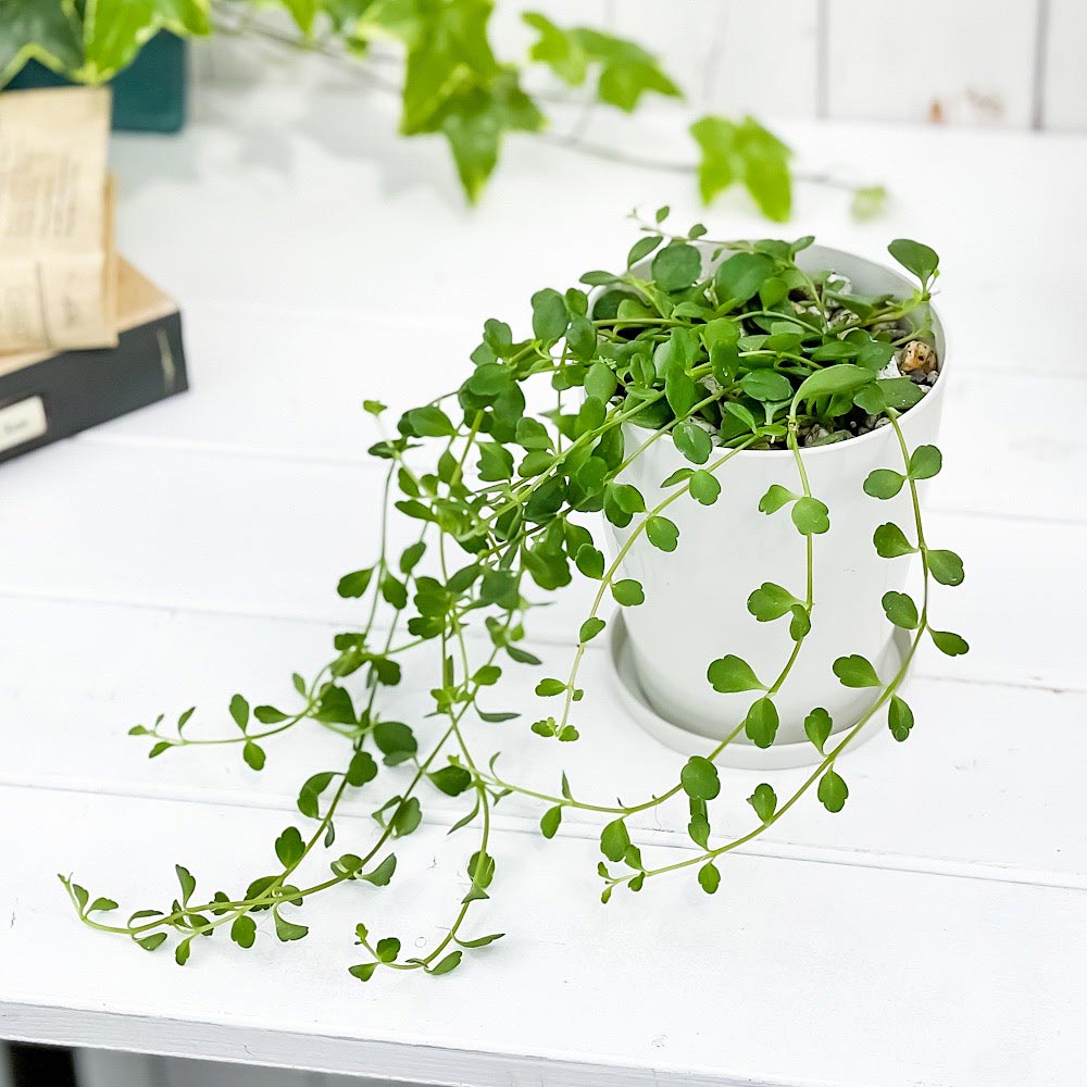 PLANCHU 多肉植物 カランコエ フィフィ 4号鉢 受け皿付き 育て方説明書付き Kalanchoe uniflora ‘phi phi’ 観葉植物