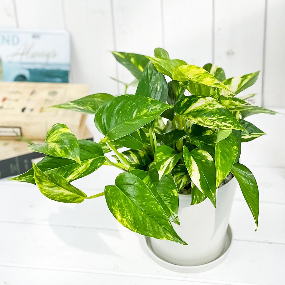 PLANCHU 観葉植物 ポトス ゴールデン 5号鉢 受け皿付き 育て方説明書付き Epipremnum aureum エピプレムナム アロイド