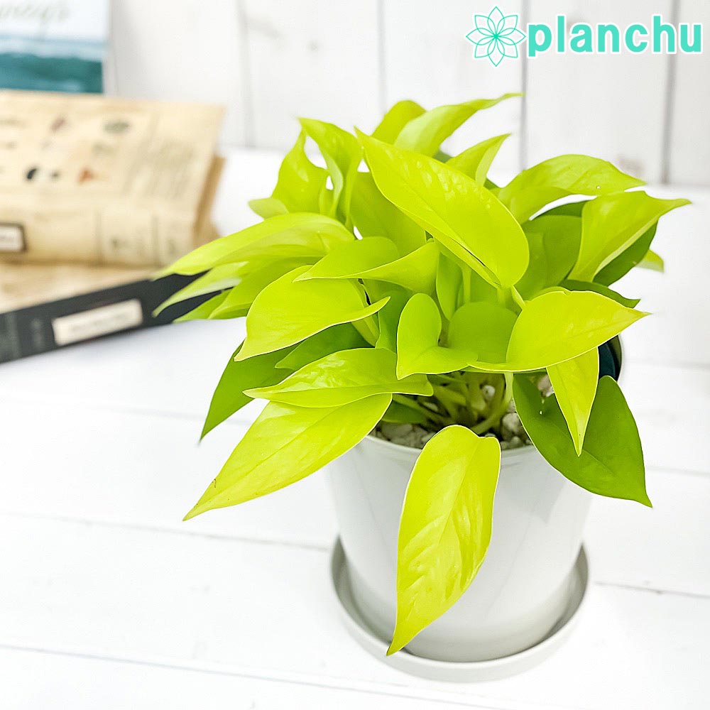 PLANCHU 観葉植物 ポトス ライム 5号鉢 受け皿付き 育て方説明書付き Epipremnum aureum ‘Lime’ エピプレムナム アロイド