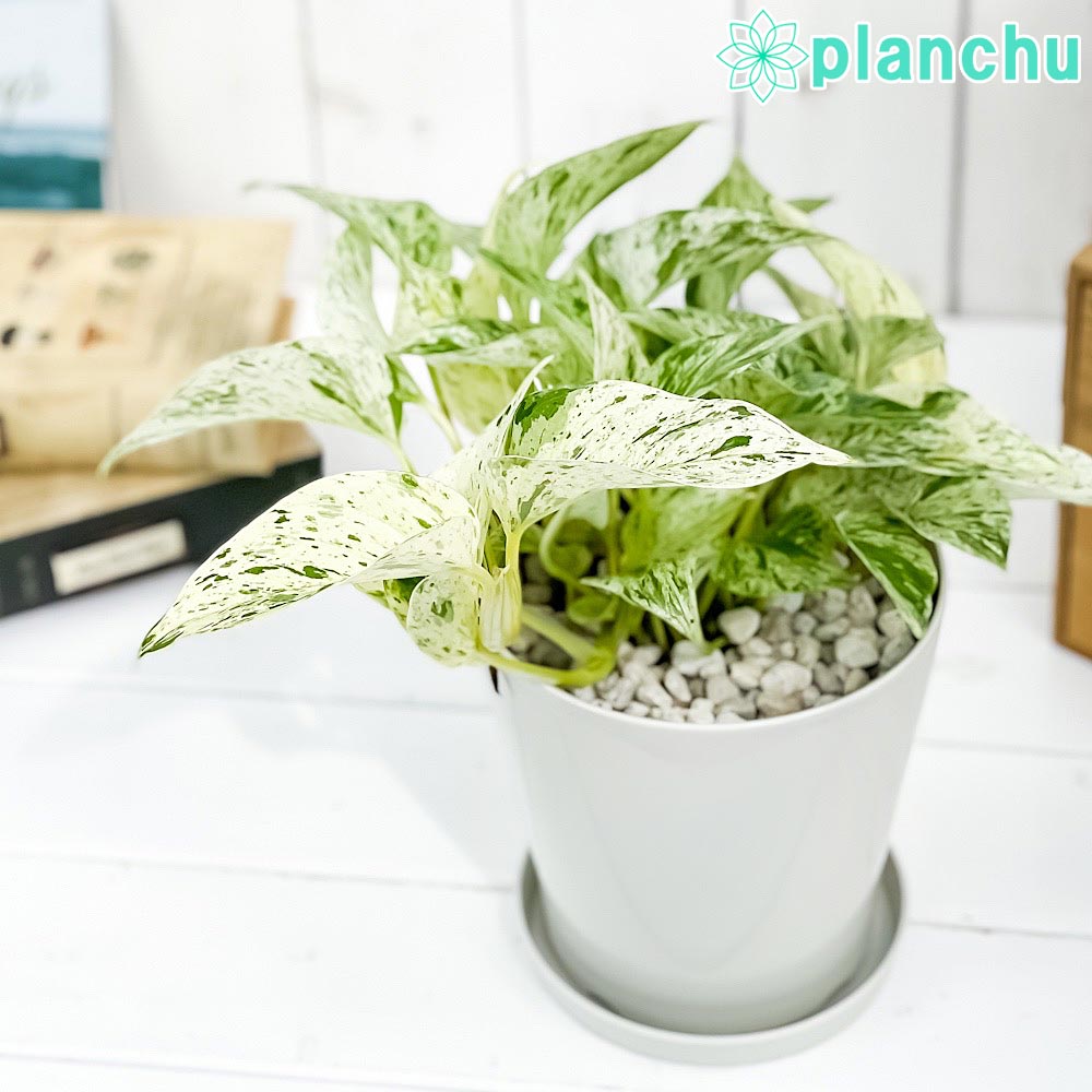 PLANCHU 観葉植物 ポトス マーブルクイーン 5号鉢 受け皿付き 育て方説明書付き Epipremnum aureum ‘Marble Queen’ エピプレムナム アロイド