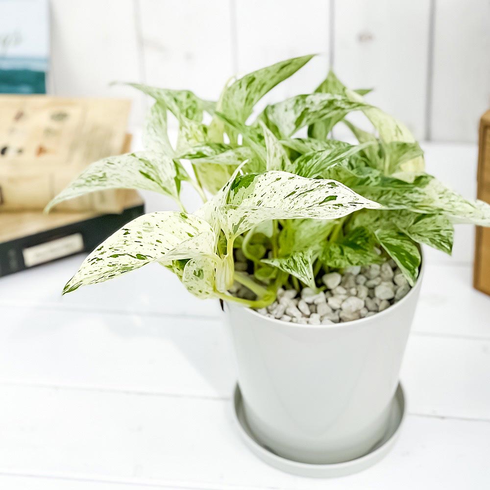PLANCHU 観葉植物 ポトス マーブルクイーン 5号鉢 受け皿付き 育て方説明書付き Epipremnum aureum ‘Marble Queen’ エピプレムナム アロイド