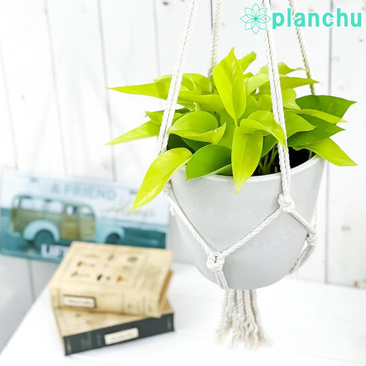 PLANCHU 観葉植物 ポトス ライム 5号鉢 樹脂製ハンギング鉢カバー付き 育て方説明書付き エピプレムナム アロイド