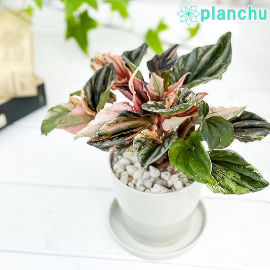 PLANCHU 観葉植物 ペペロミア ニューピンクレディ 3.5号鉢 受け皿付き 育て方説明書付き Peperomia caperata ‘New Pink Lady’