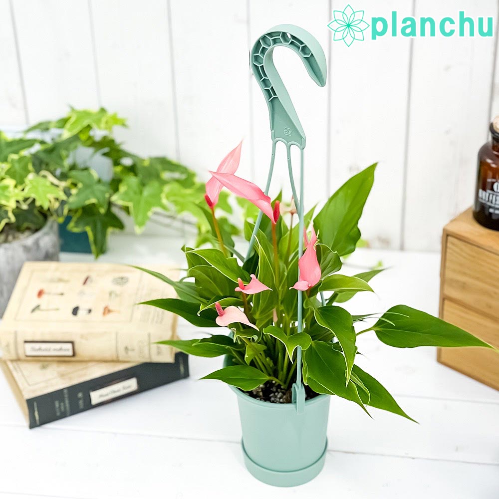 PLANCHU 観葉植物 アンスリウム リリー 3.5号吊り鉢 受け皿付き 育て方説明書付き Anthurium andraeanum ‘Anthurini Lilli’ アンスリューム アロイド 鉢花 ピンク系