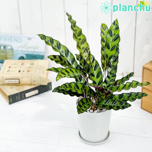 PLANCHU 観葉植物 カラテア ランキフォリア 4号鉢 受け皿付き 育て方説明書付き Calathea lancifolia インシグニス ランシフォリア