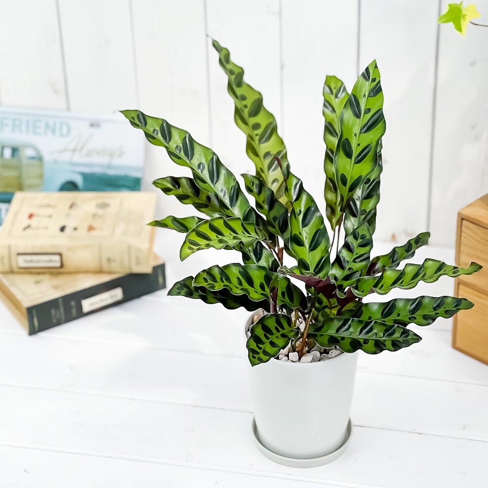 PLANCHU 観葉植物 カラテア ランキフォリア 4号鉢 受け皿付き 育て方説明書付き Calathea lancifolia インシグニス ランシフォリア
