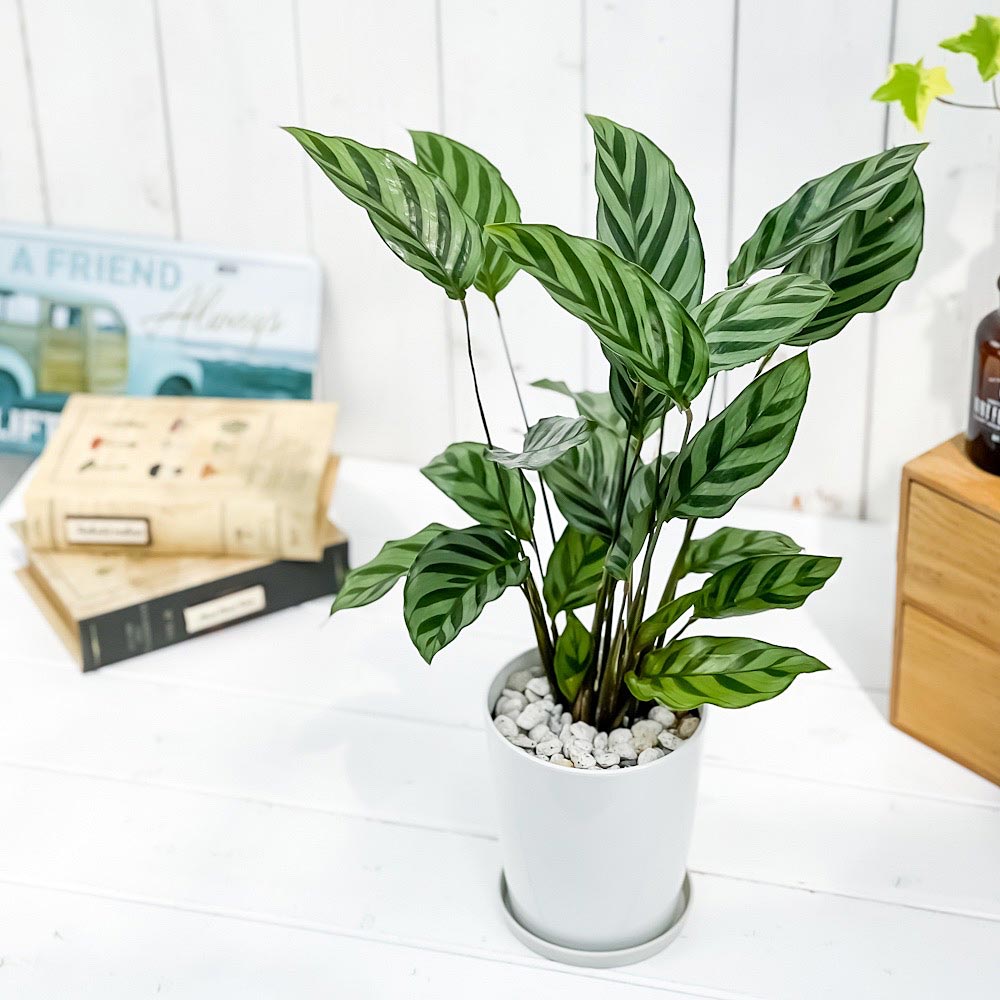 PLANCHU 観葉植物 カラテア フレディ 4号鉢 受け皿付き 育て方説明書付き Calathea ‘Freddie’