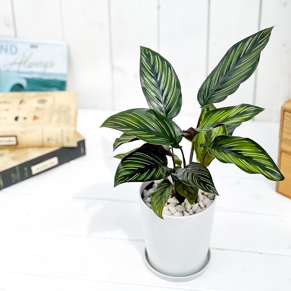 PLANCHU 観葉植物 カラテア ビューティースター 4号鉢 受け皿付き 育て方説明書付き Calathea ‘Beauty Star’