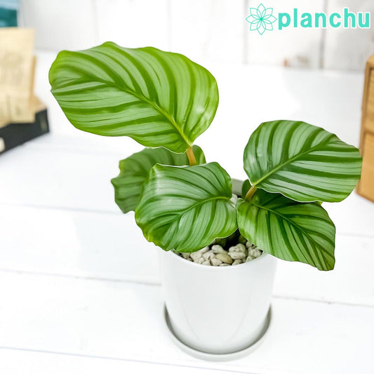 PLANCHU 観葉植物 カラテア オルビフォリア 4号鉢 受け皿付き 育て方説明書付き Calathea orbifolia