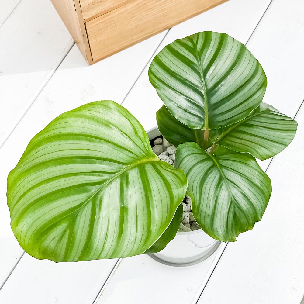 PLANCHU 観葉植物 カラテア オルビフォリア 4号鉢 受け皿付き 育て方説明書付き Calathea orbifolia