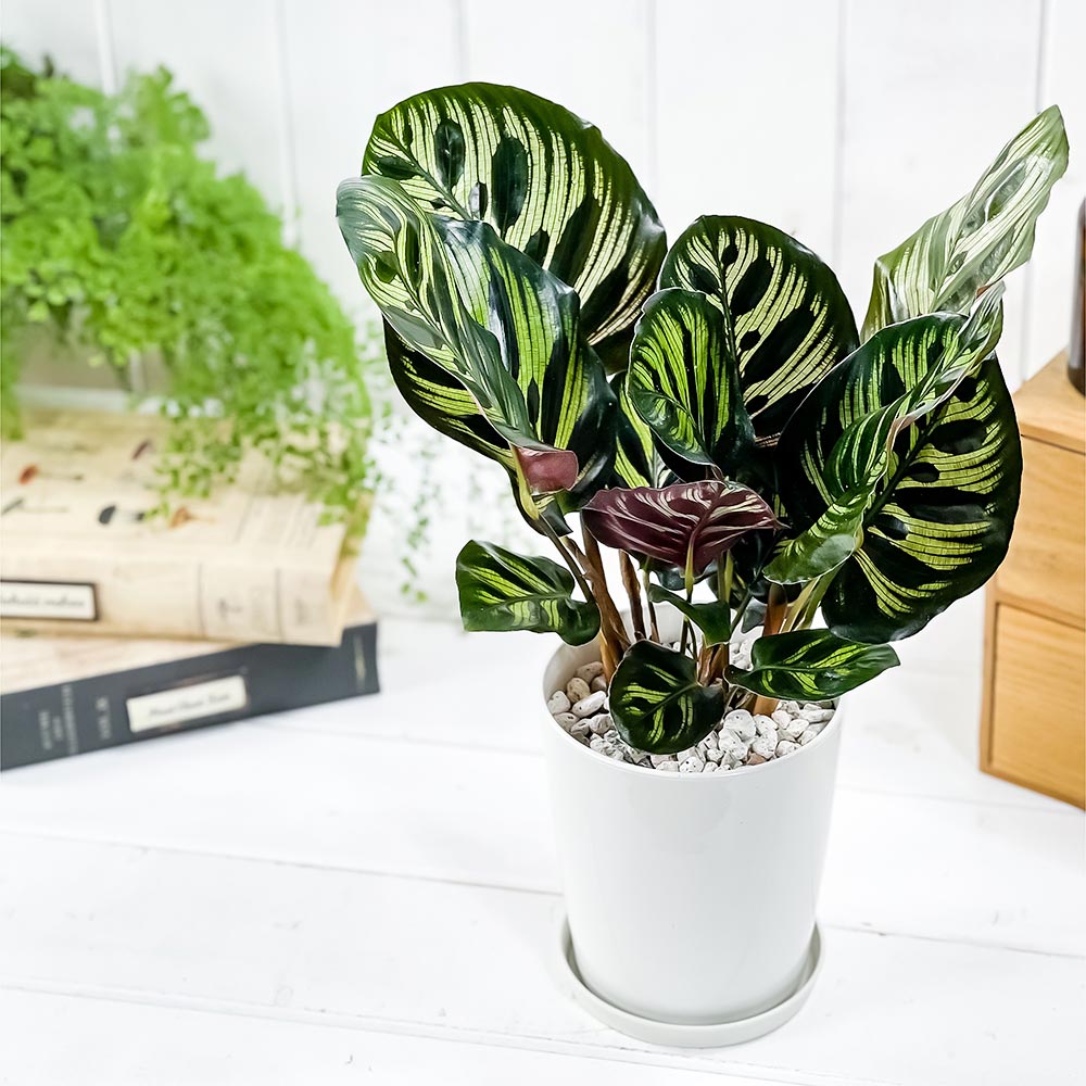 PLANCHU 観葉植物 カラテア マコヤナ 4号鉢 受け皿付き 育て方説明書付き Calathea makoyana 五色矢羽根芭蕉 ゴシキヤバネバショウ