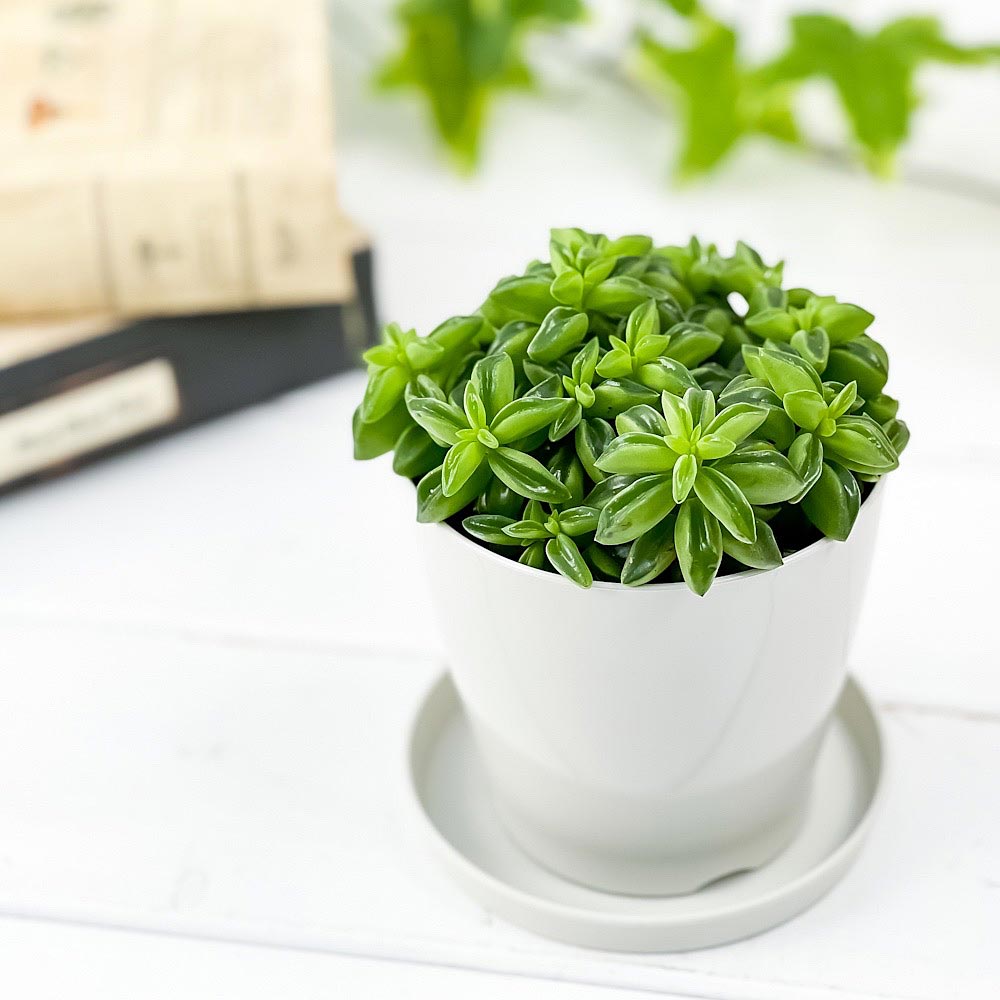 PLANCHU 観葉植物 ペペロミア ニパドラ 3.5号鉢 受け皿付き 育て方説明書付き Peperomia ‘Nivadra’ ニバドラ