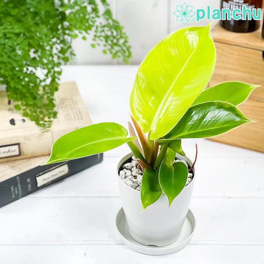 PLANCHU 観葉植物 フィロデンドロン インペリアルゴールド 3.5号鉢 受け皿付き 育て方説明書付き Philodendron ‘Imperial Gold’ アロイド