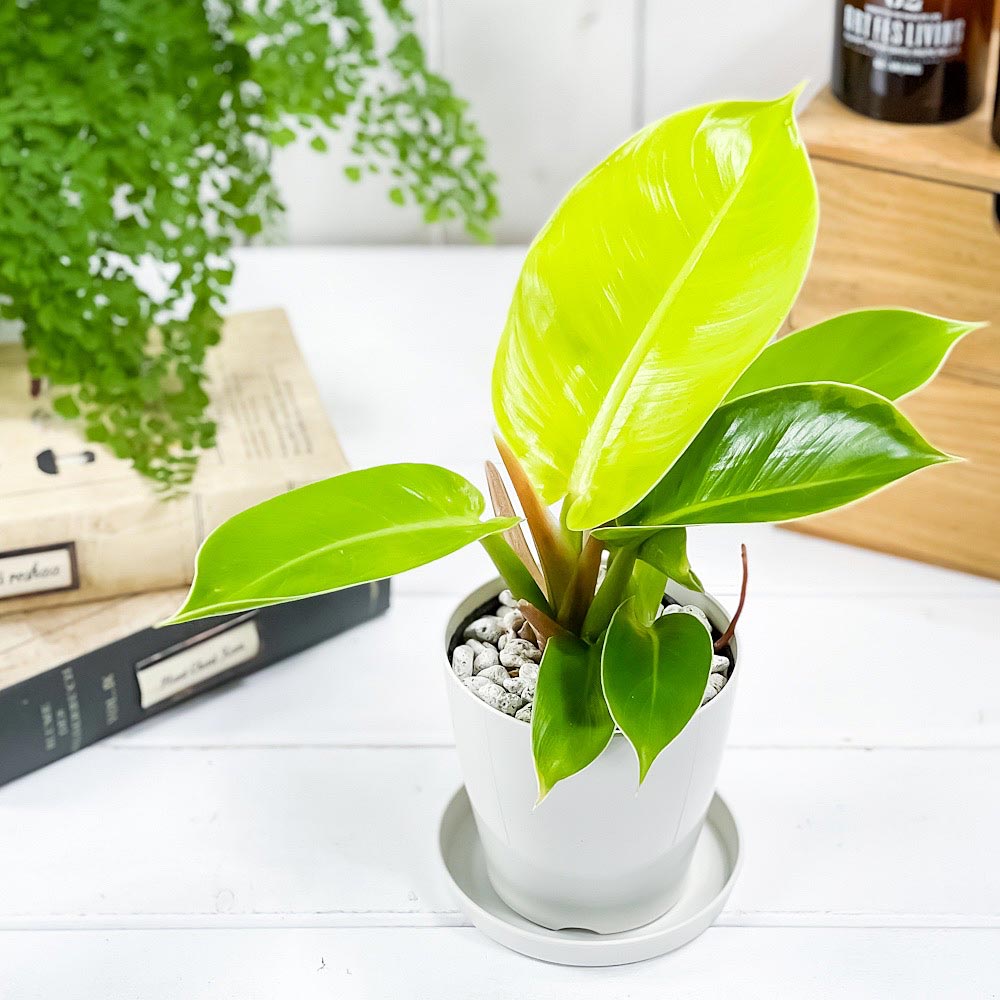 PLANCHU 観葉植物 フィロデンドロン インペリアルゴールド 3.5号鉢 受け皿付き 育て方説明書付き Philodendron ‘Imperial Gold’ アロイド