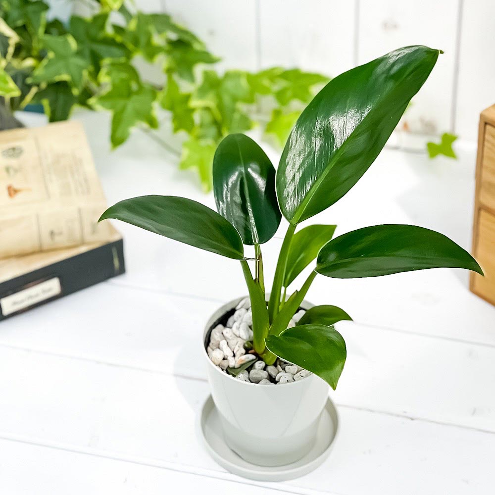 PLANCHU 観葉植物 フィロデンドロン レッドコアコンゴ 3.5号鉢 受け皿付き 育て方説明書付き Philodendron ‘Red Core Congo’ アロイド