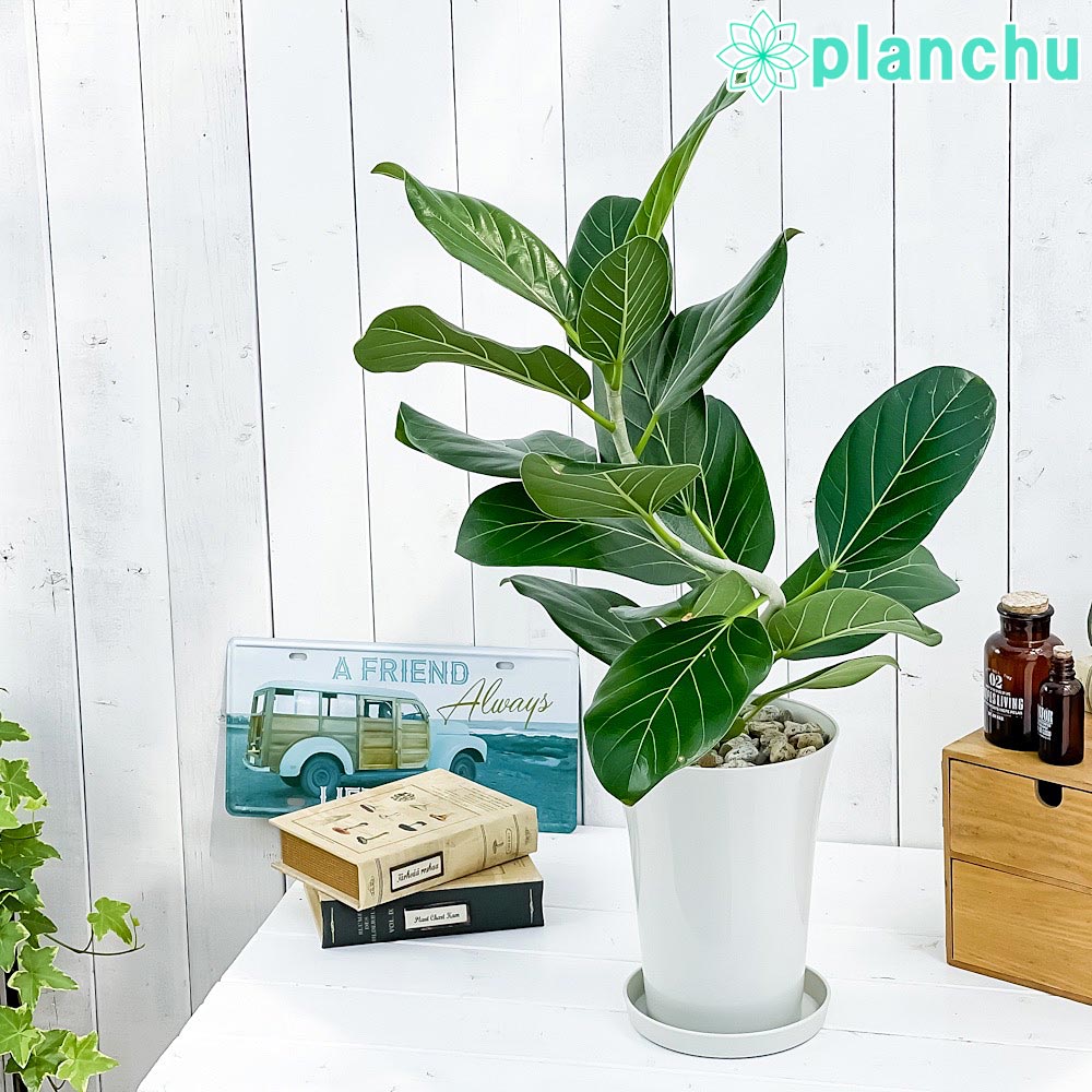 PLANCHU 観葉植物 フィカス ベンガレンシス 曲がり 6号鉢 受け皿付き 育て方説明書付き Ficus benghalensis ベンガルボダイジュ ゴムノキ