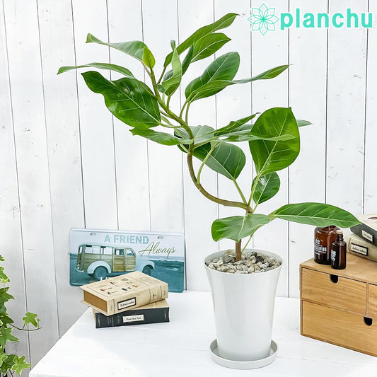 PLANCHU 観葉植物 フィカス アルテシマ 斑入り 曲がり 6号鉢 受け皿付き 育て方説明書付き Ficus altissima ‘Variegata’ ゴムノキ