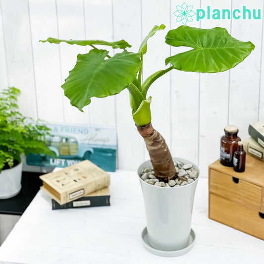 PLANCHU 観葉植物 アロカシア クワズイモ 6号鉢 受け皿付き 育て方説明書付き Alocasia odora アロイド