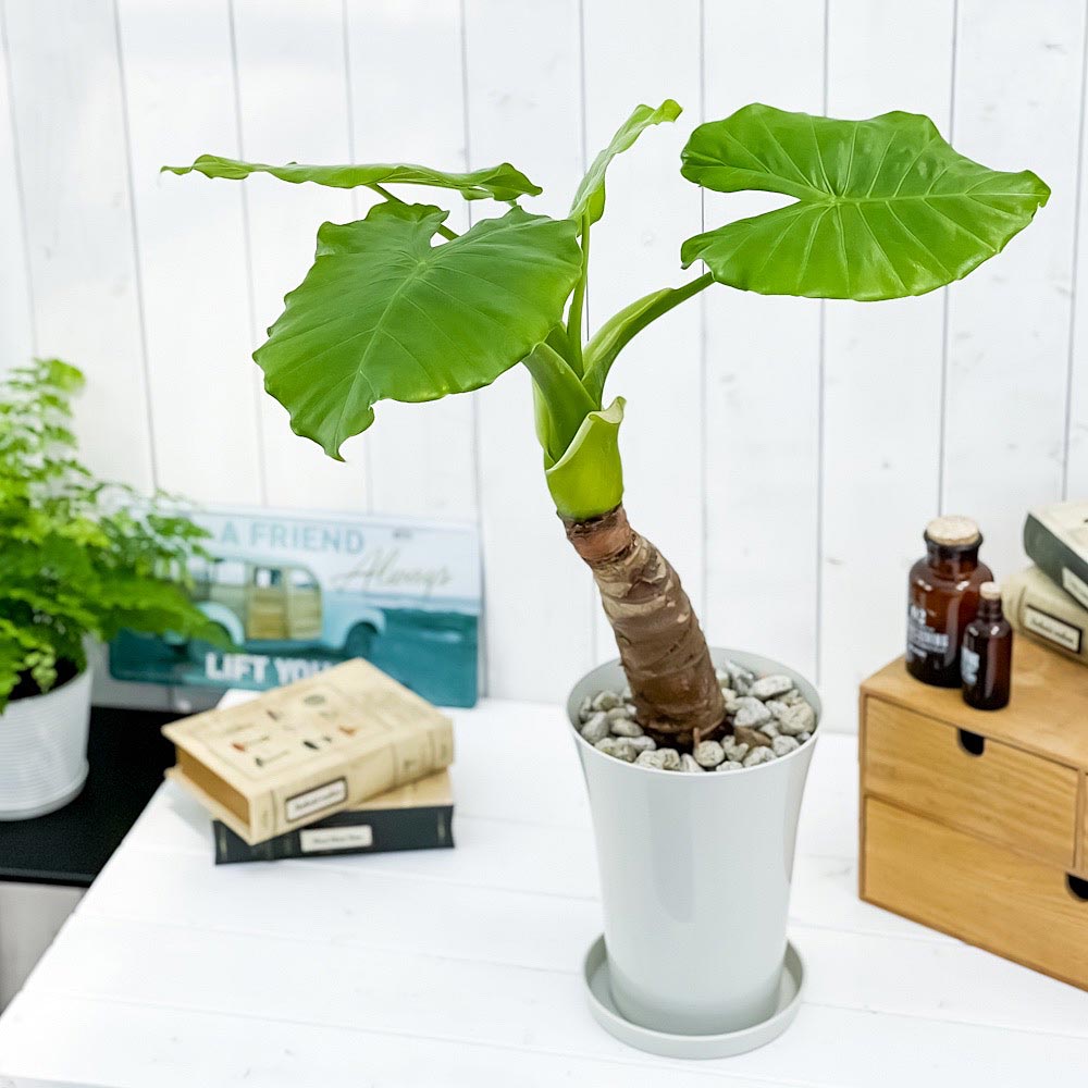 PLANCHU 観葉植物 アロカシア クワズイモ 6号鉢 受け皿付き 育て方説明