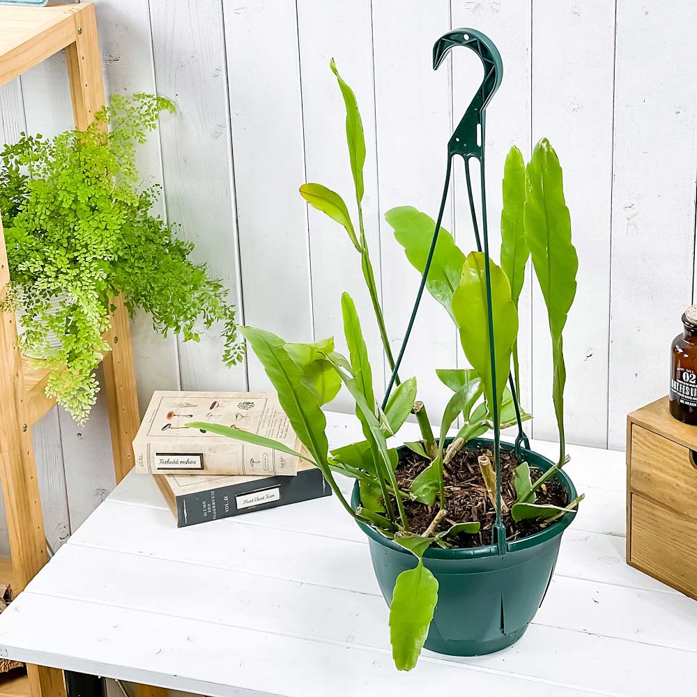 PLANCHU 観葉植物 エピフィルム オキシペタルム 7号吊り鉢 育て方説明書付き Epiphyllum oxypetalum エピフィルム 月下美人 森林性サボテン