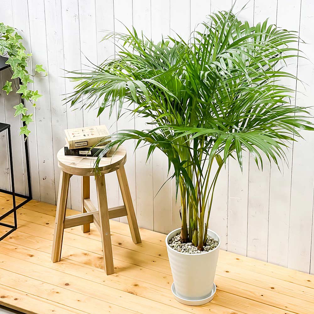 PLANCHU 観葉植物 アレカヤシ 8号鉢 受け皿付き 育て方説明書付き Dypsis lutescens ディプシス ヤシ コガネタケヤシ ヤマドリヤシ