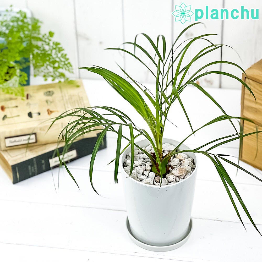 PLANCHU 観葉植物 フェニックス ロベレニー 4号鉢 受け皿付き 育て方説明書付き Phoenix roebelenii 実生 シンノウヤシ