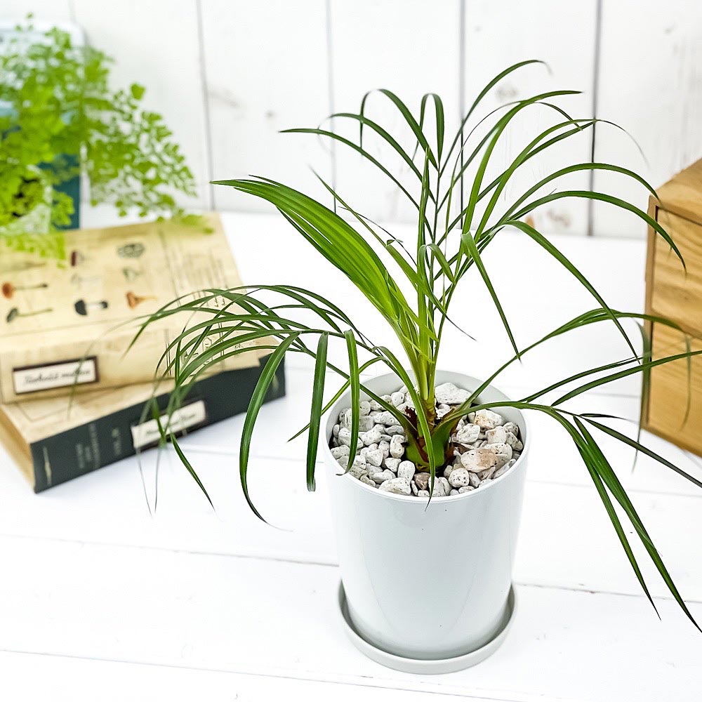 PLANCHU 観葉植物 フェニックス ロベレニー 4号鉢 受け皿付き 育て方説明書付き Phoenix roebelenii 実生 シンノウヤシ
