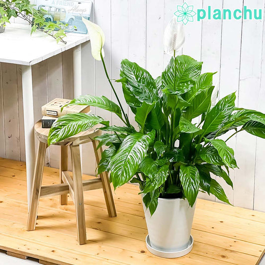 PLANCHU 観葉植物 スパティフィラム 8号鉢 受け皿付き 育て方説明書付き Spathiphyllum アロイド 大株 充実株