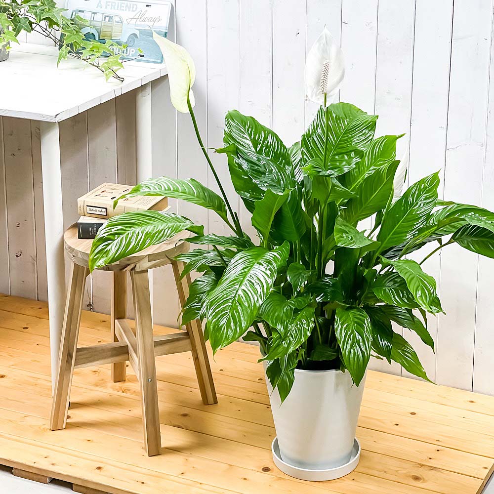 PLANCHU 観葉植物 スパティフィラム 8号鉢 受け皿付き 育て方説明書付き Spathiphyllum アロイド 大株 充実株