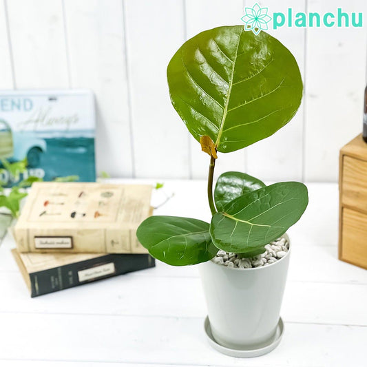 PLANCHU 観葉植物 ココロバ シーグレープ 4号鉢 受け皿付き 育て方説明書付き Coccoloba uvifera ハマベブドウ