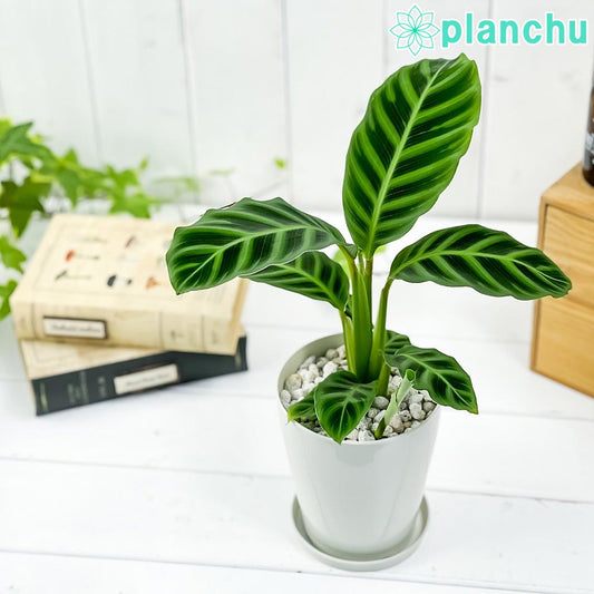 PLANCHU 観葉植物 カラテア ゼブリナ フミリオル 4号鉢 受け皿付き 育て方説明書付き Calathea zebrina ‘Humilior’