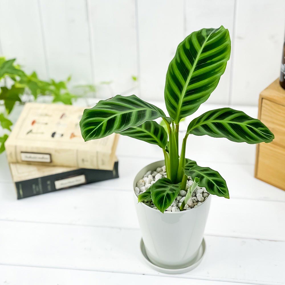 PLANCHU 観葉植物 カラテア ゼブリナ フミリオル 4号鉢 受け皿付き