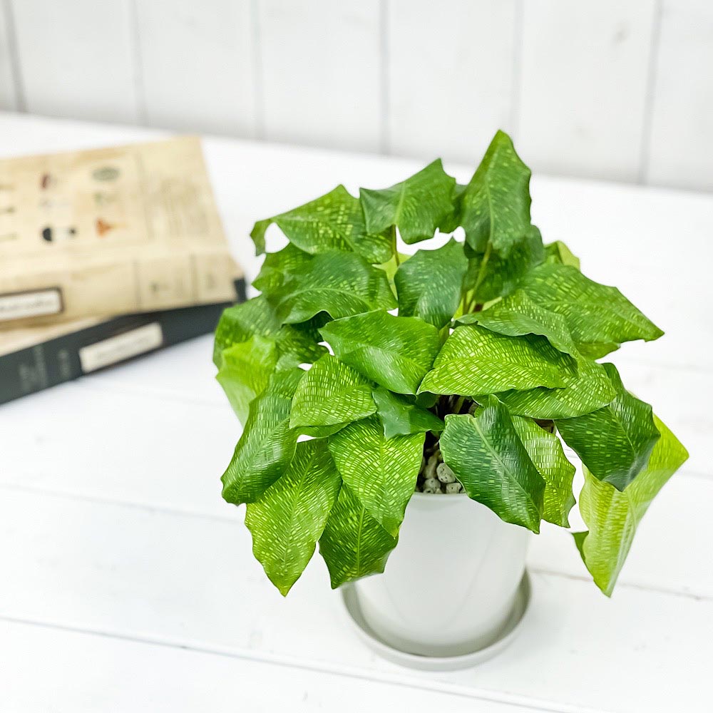 PLANCHU 観葉植物 カラテア ムサイカ 4号鉢 受け皿付き 育て方説明書付き Calathea musaica モザイク