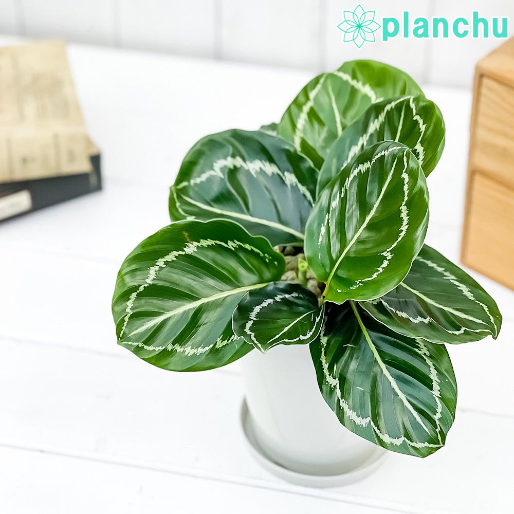 PLANCHU 観葉植物 カラテア グリーンローズ 4号鉢 受け皿付き 育て方説明書付き Calathea ‘Green Rose’