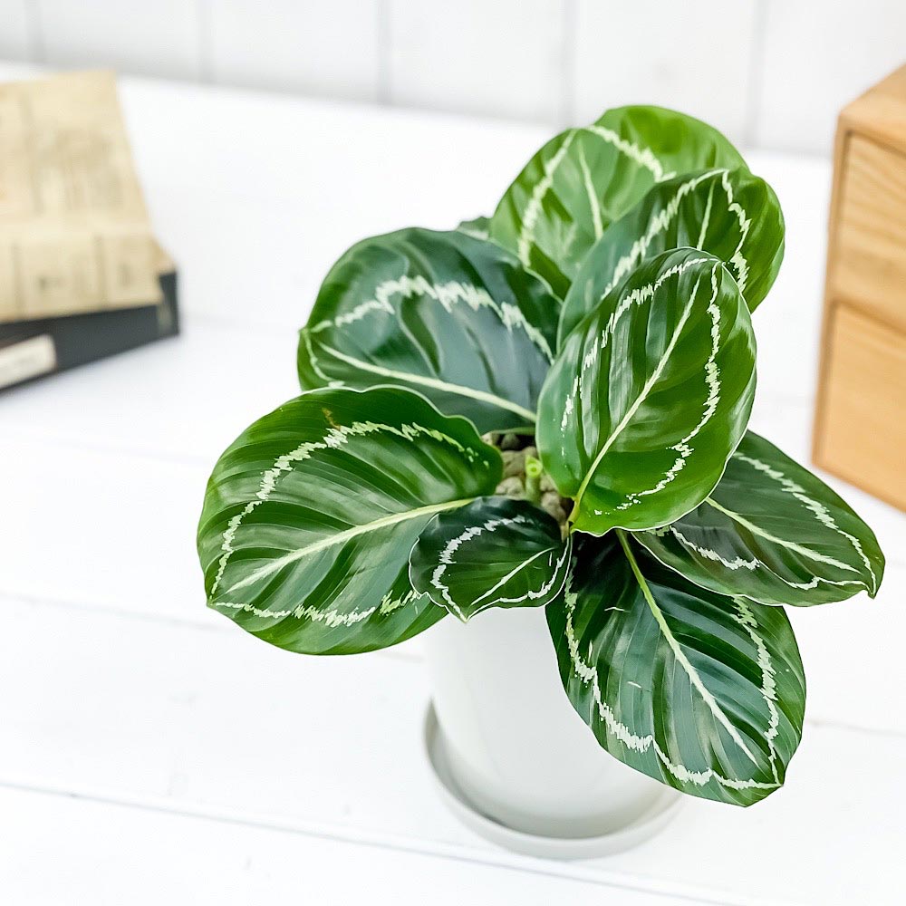 PLANCHU 観葉植物 カラテア グリーンローズ 4号鉢 受け皿付き 育て方説明書付き Calathea ‘Green Rose’