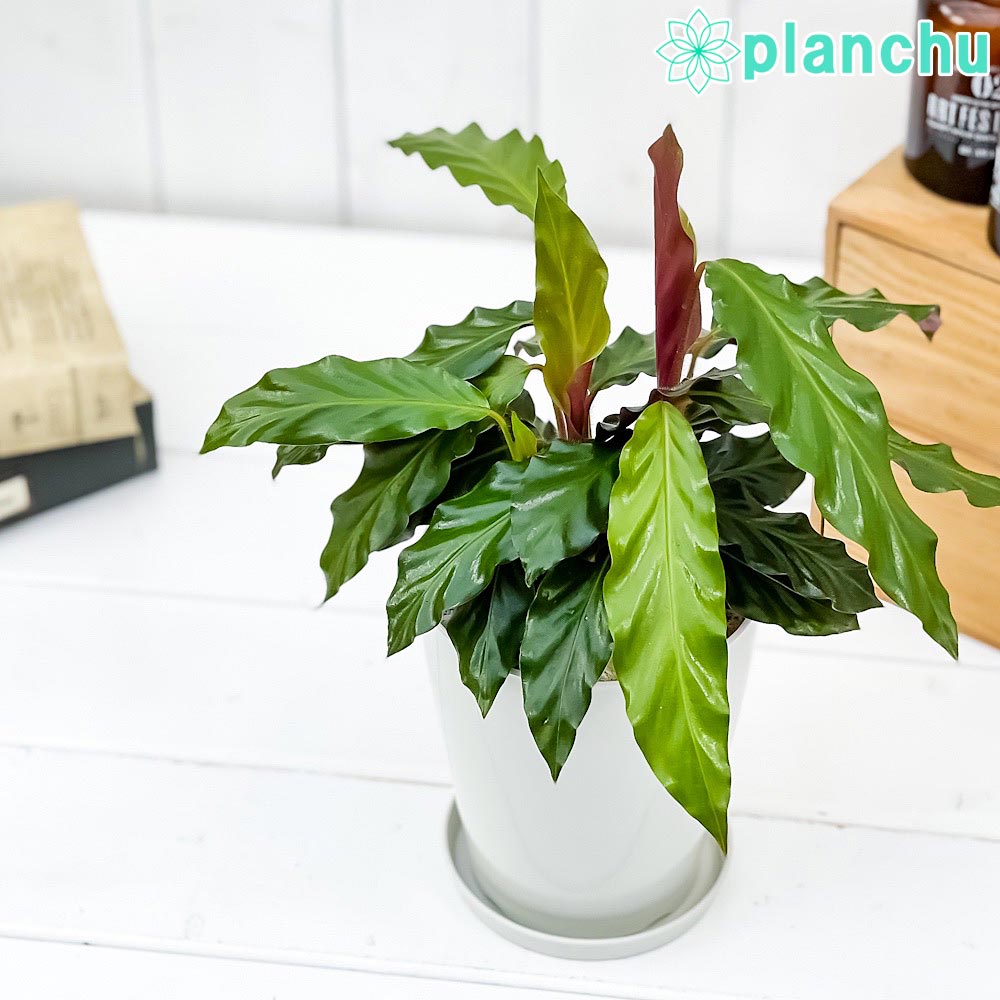 PLANCHU 観葉植物 カラテア ルフィバルバ 4号鉢 受け皿付き 育て方説明書付き Calathea rufibarba