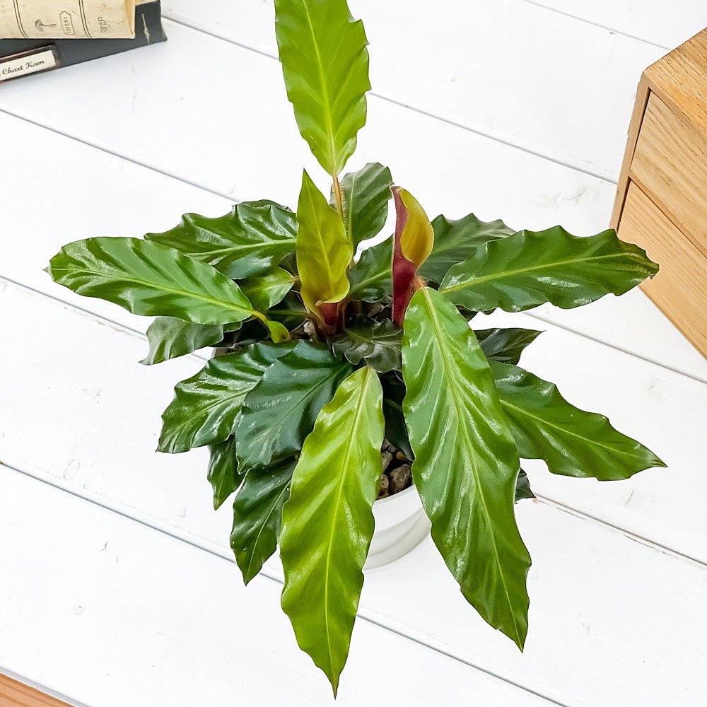 PLANCHU 観葉植物 カラテア ルフィバルバ 4号鉢 受け皿付き 育て方説明書付き Calathea rufibarba