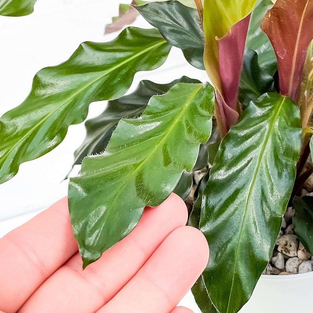 PLANCHU 観葉植物 カラテア ルフィバルバ 4号鉢 受け皿付き 育て方説明書付き Calathea rufibarba